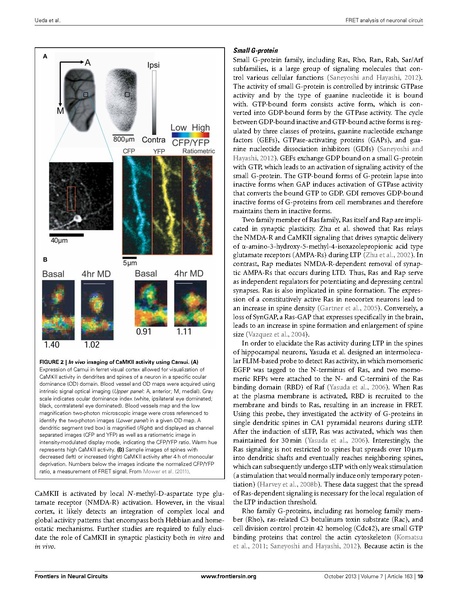 ファイル:Ueda Front Neural Circuits.pdf