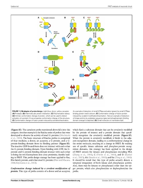 ファイル:Ueda Front Neural Circuits.pdf
