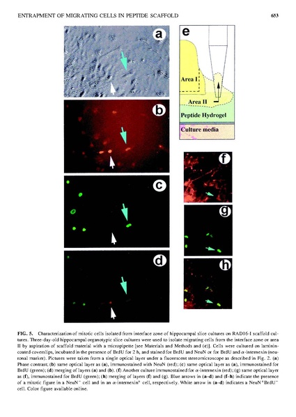 ファイル:Semino Tissue Eng.pdf