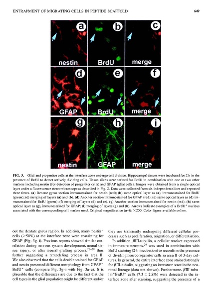 ファイル:Semino Tissue Eng.pdf
