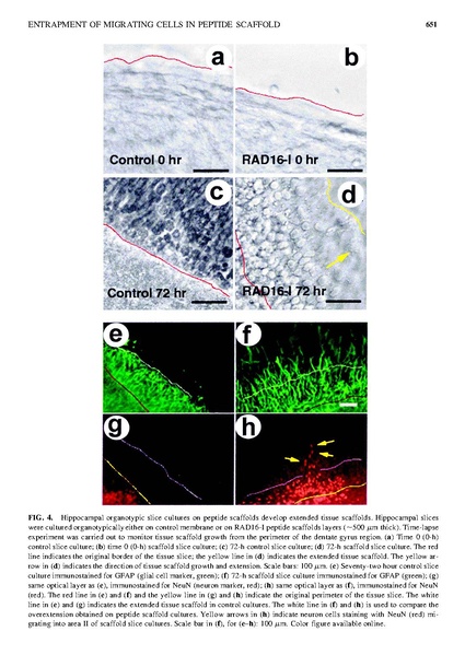 ファイル:Semino Tissue Eng.pdf