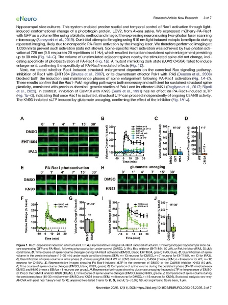 ファイル:Saneyoshi eNeuro 2025.pdf