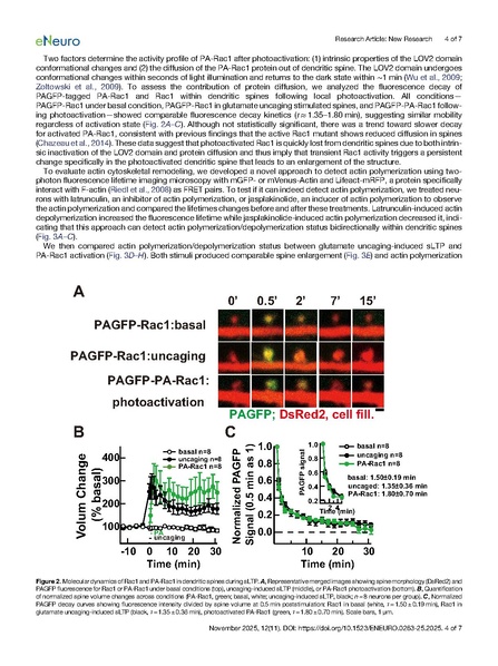 ファイル:Saneyoshi eNeuro 2025.pdf
