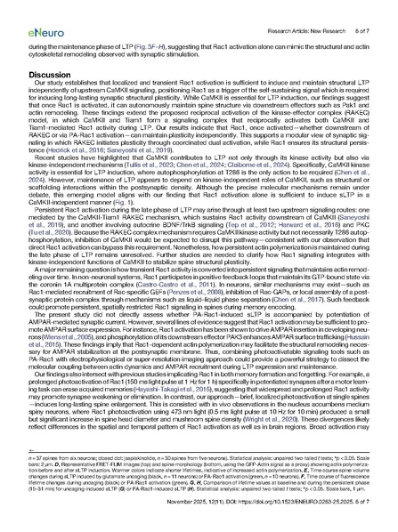 ファイル:Saneyoshi eNeuro 2025.pdf