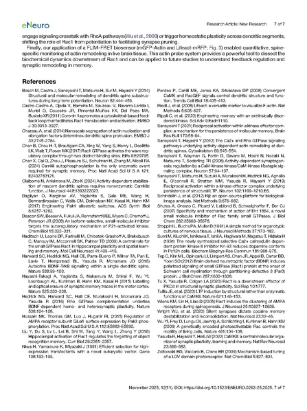 ファイル:Saneyoshi eNeuro 2025.pdf