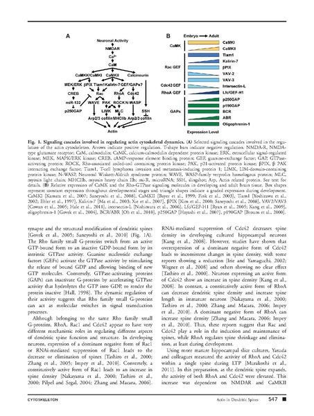 ファイル:Saneyoshi Cytoskeleton.pdf
