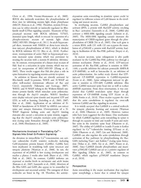 ファイル:Saneyoshi Cytoskeleton.pdf