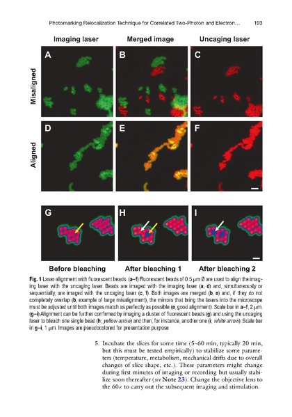 ファイル:Bosch Methods Mol Biol.pdf