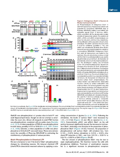 ファイル:Hosokawa Neuron.pdf