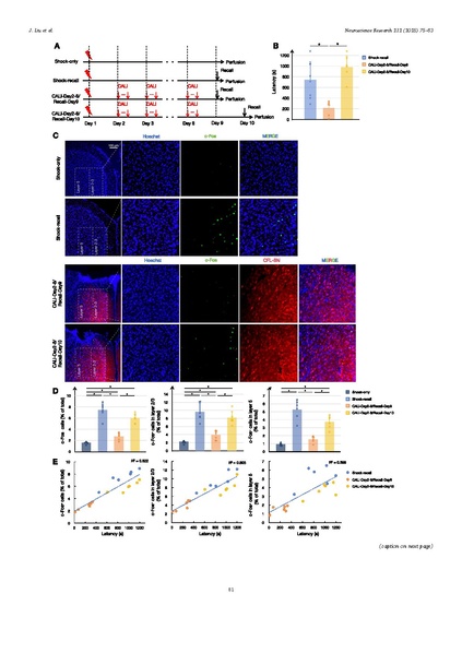 ファイル:Liu Neurosci Res 2025.pdf