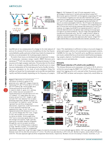 ファイル:Okamoto Nat Neurosci.pdf