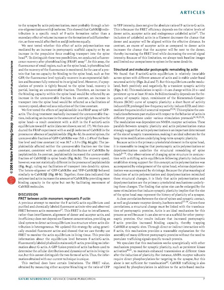 ファイル:Okamoto Nat Neurosci.pdf