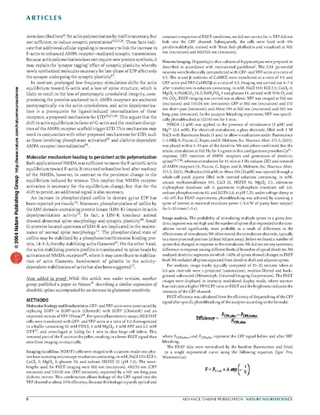 ファイル:Okamoto Nat Neurosci.pdf