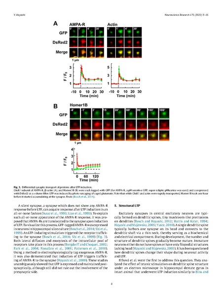 ファイル:Hayashi Neurosci Res 2022.pdf