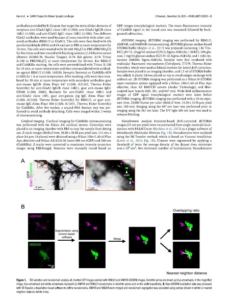 ファイル:Kuo J Neurosci 2025.pdf