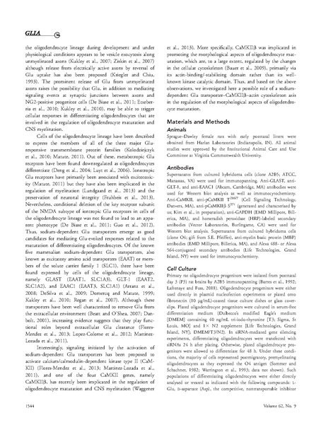 ファイル:Martinez-Lozada Glia.pdf