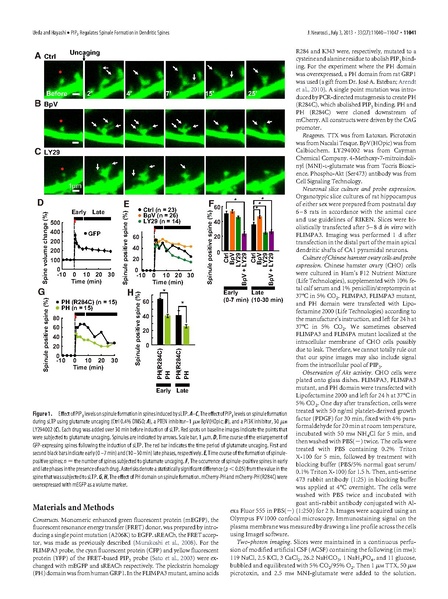 ファイル:Ueda J Neurosci.pdf