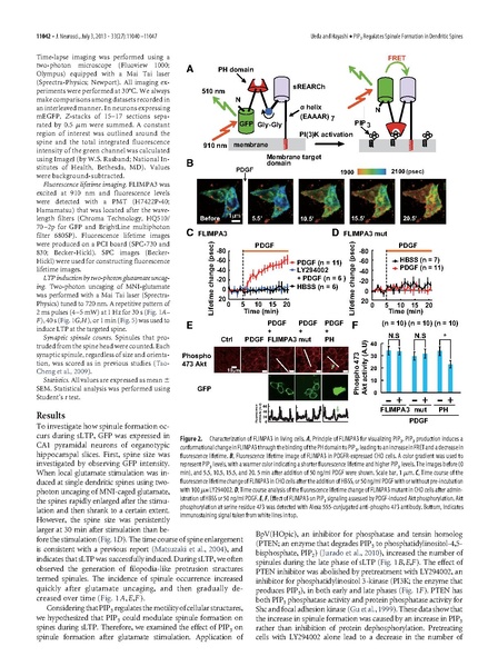 ファイル:Ueda J Neurosci.pdf