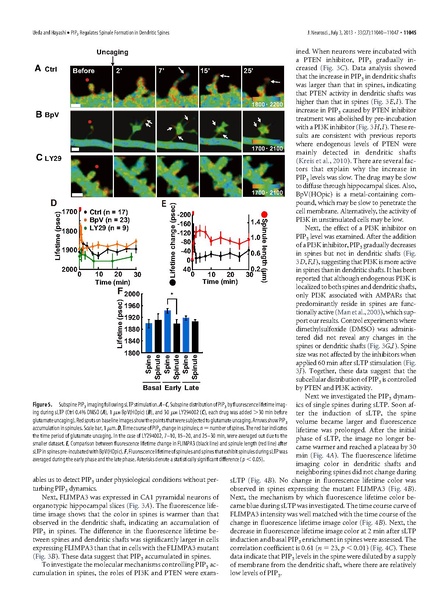 ファイル:Ueda J Neurosci.pdf