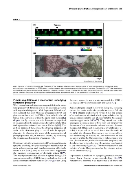 ファイル:Bosch Curr Opin Neurobiol.pdf