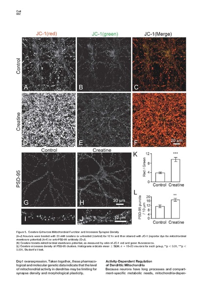 ファイル:Li Cell.pdf