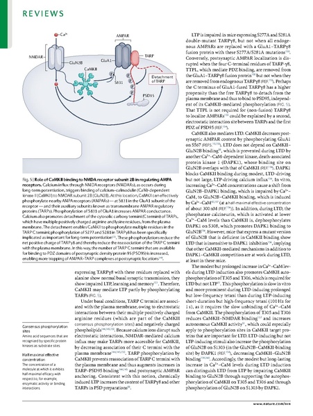 ファイル:Yasuda Nat Rev Neurosci 2022.pdf
