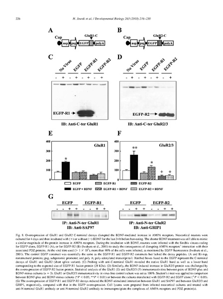 ファイル:Jourdi Dev Biol.pdf