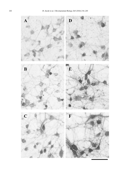 ファイル:Jourdi Dev Biol.pdf