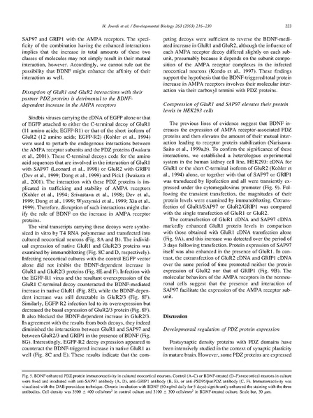 ファイル:Jourdi Dev Biol.pdf