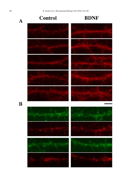 ファイル:Jourdi Dev Biol.pdf